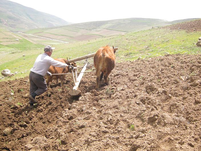 شخم زدن سنتی
